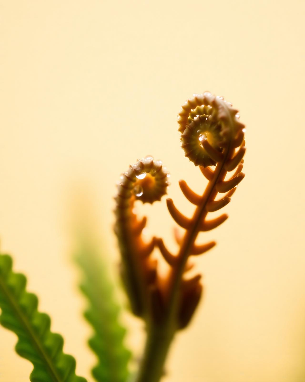 Delicate fern fronds unfurling in soft morning light